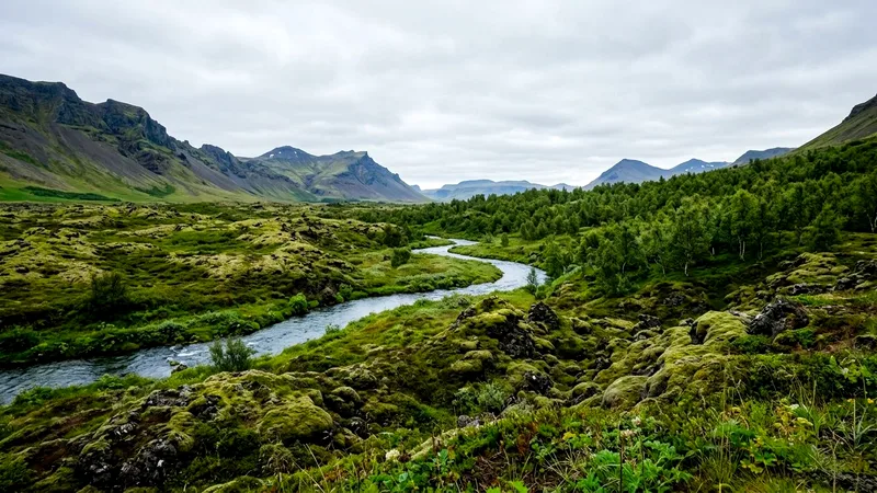 Green mossy lava fields and birch woods with distant mountains under cloudy sky