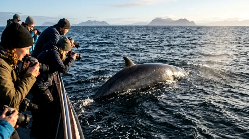 Classic vs Express Whale Watching Reykjavik: Which to Pick